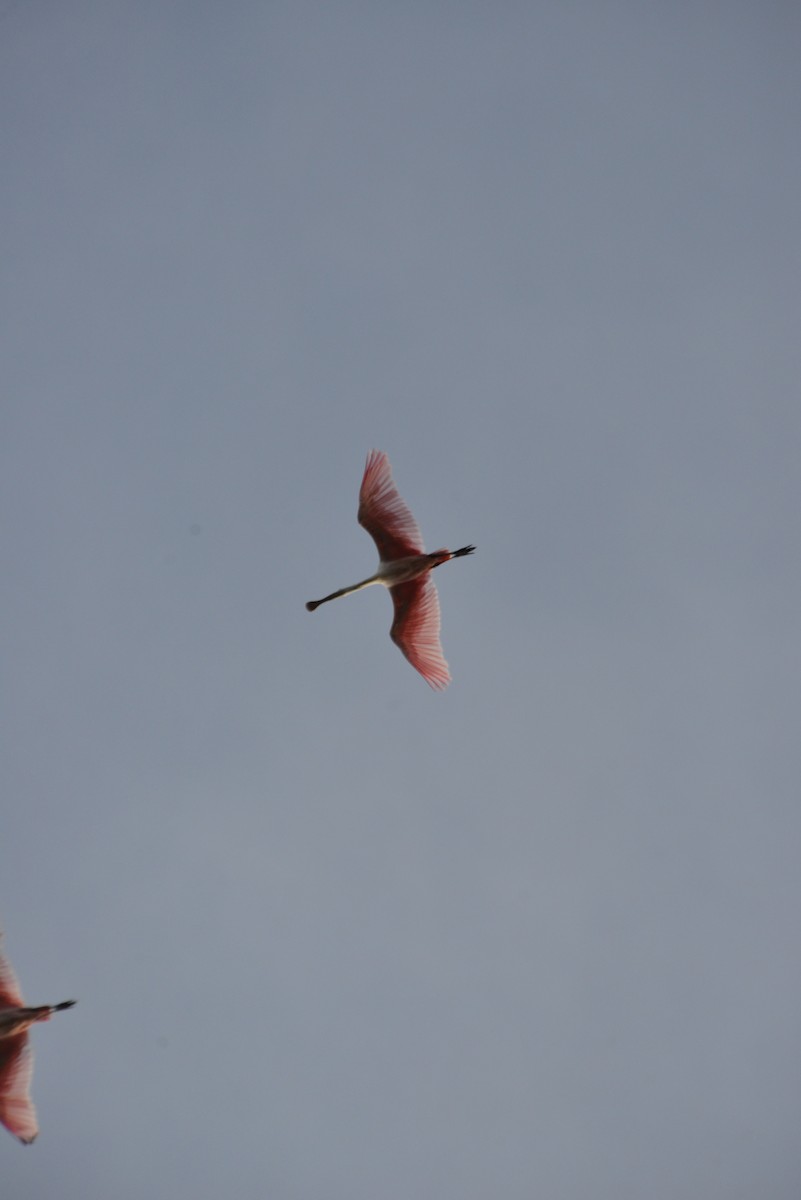 Rosalöffler - ML646909625