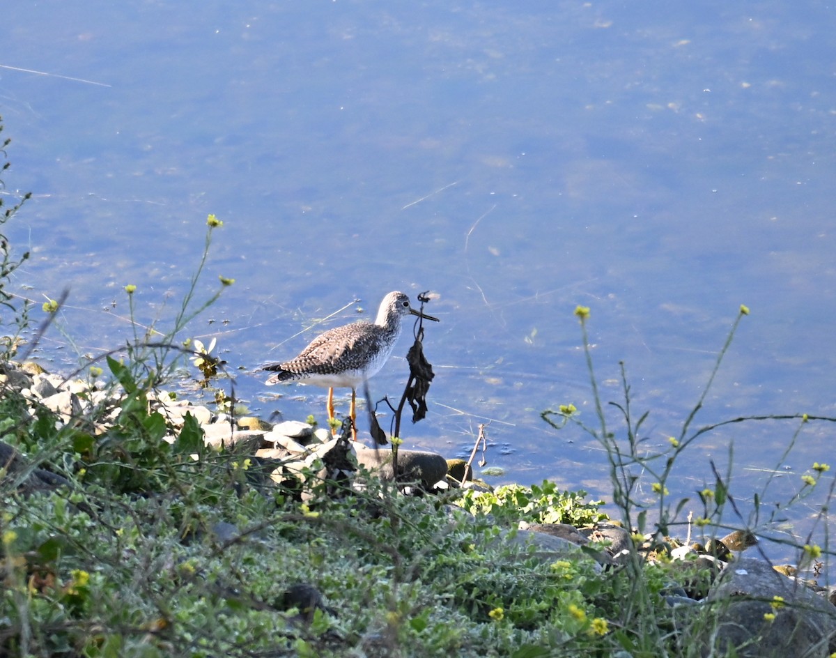 Grand Chevalier - ML646909626