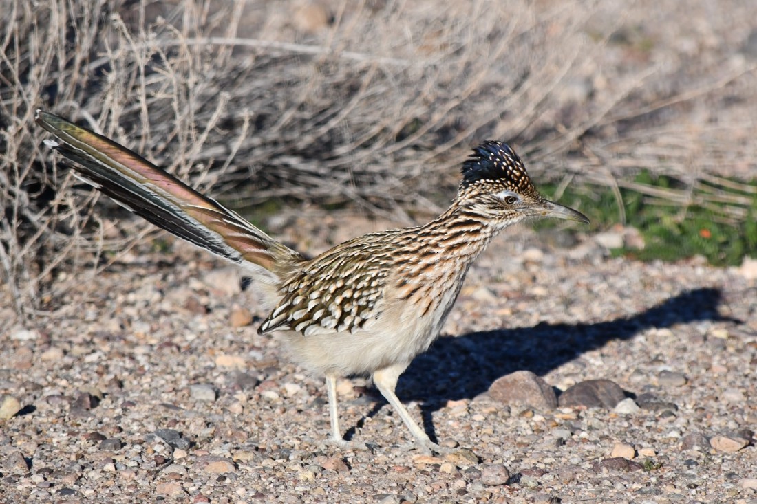 storløpegjøk - ML646909636