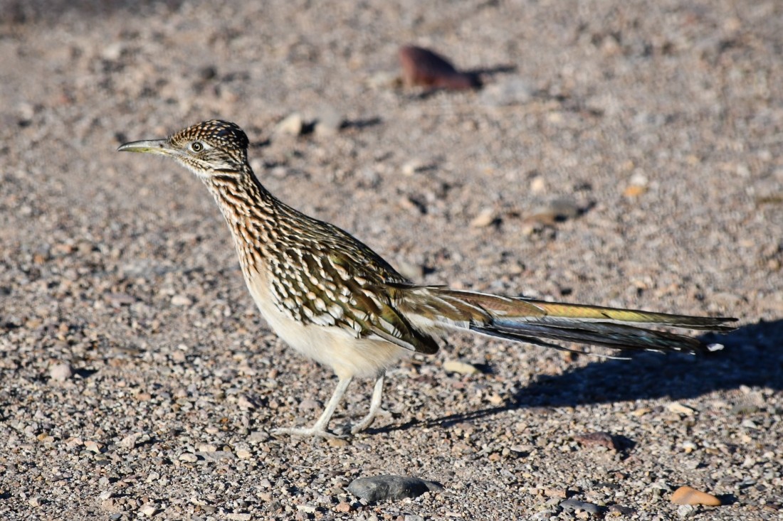 storløpegjøk - ML646909637