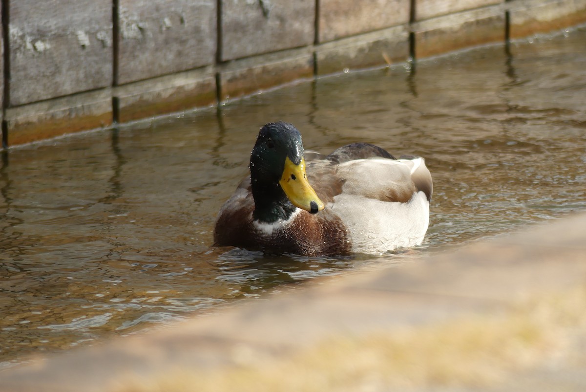 綠頭鴨 - ML646909639