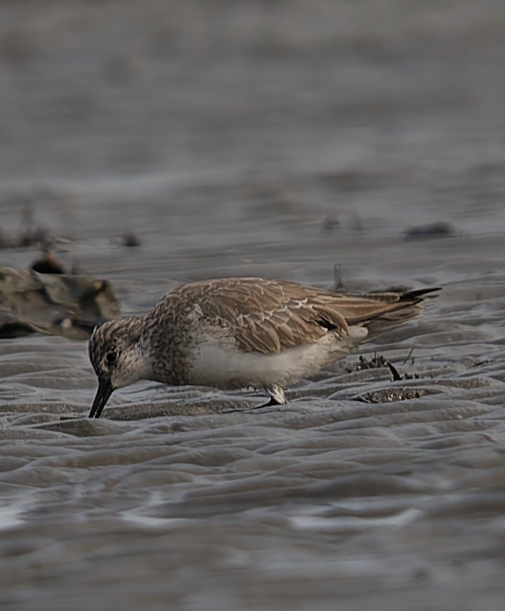 Great Knot - ML646909640