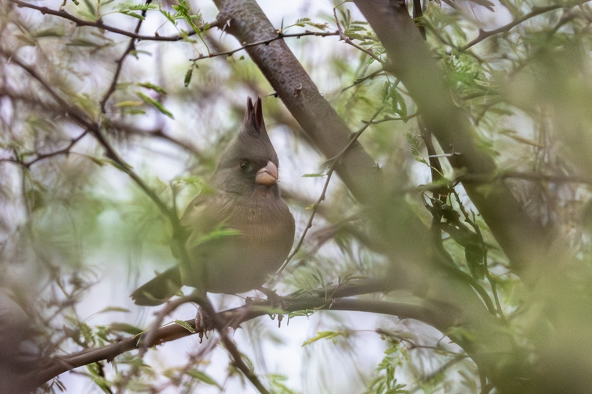 Pyrrhuloxia - ML646909643