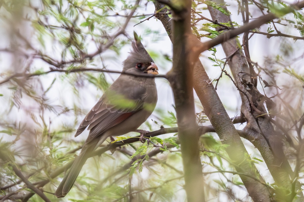 Pyrrhuloxia - ML646909644