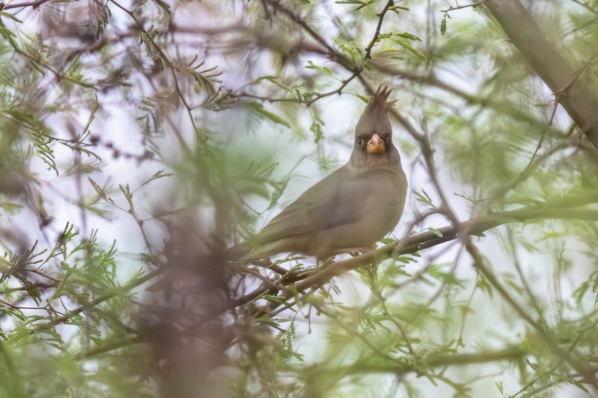 Pyrrhuloxia - ML646909645