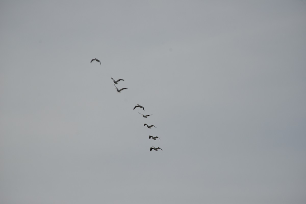 Nashornpelikan - ML646909647