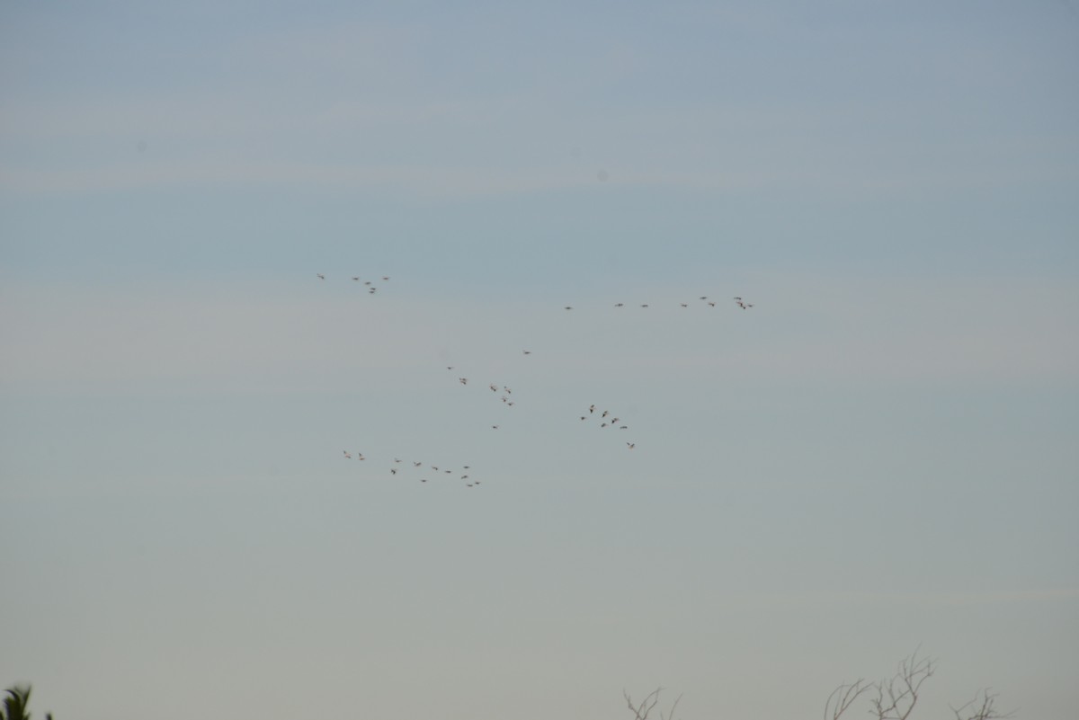 Nashornpelikan - ML646909648