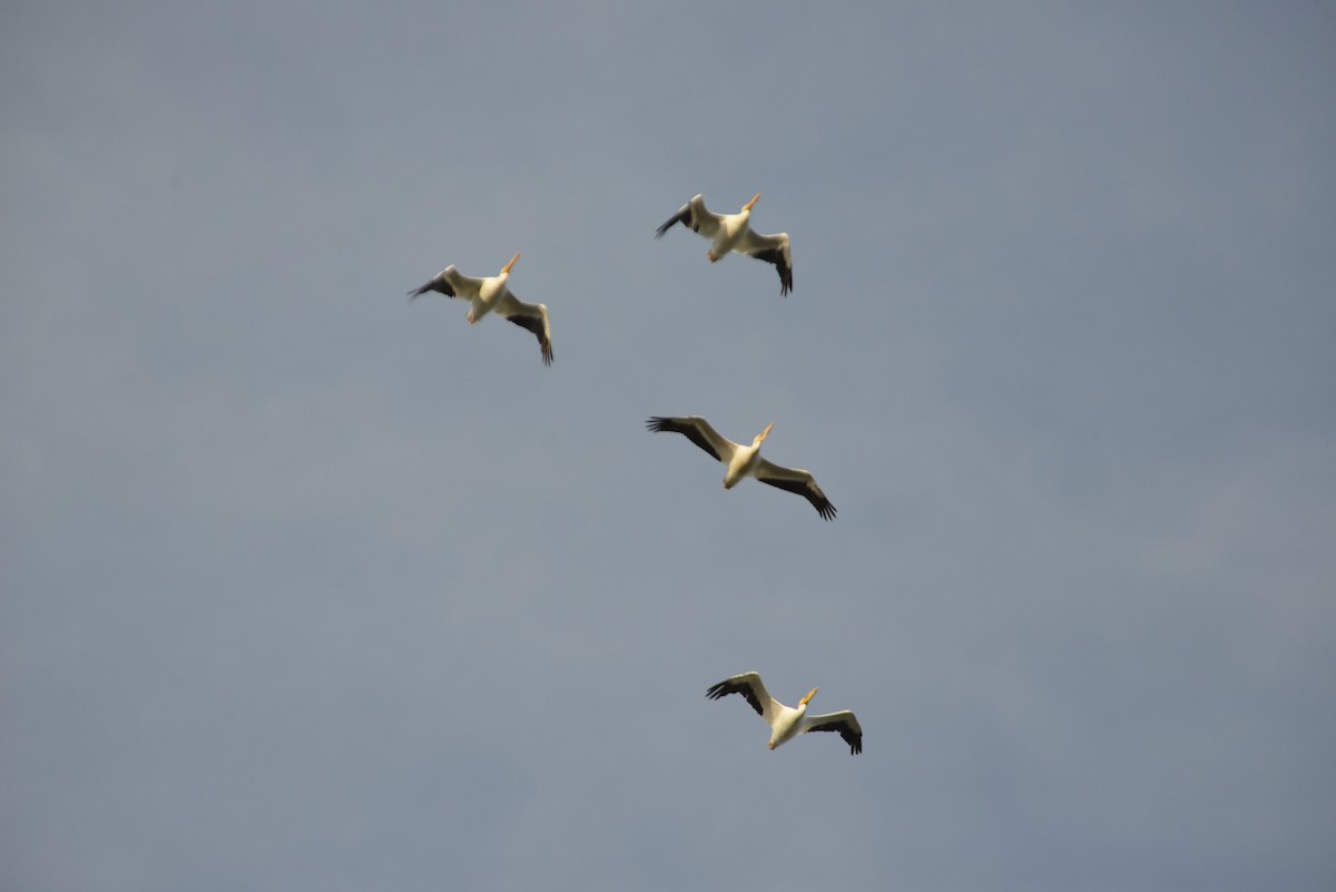 Nashornpelikan - ML646909649