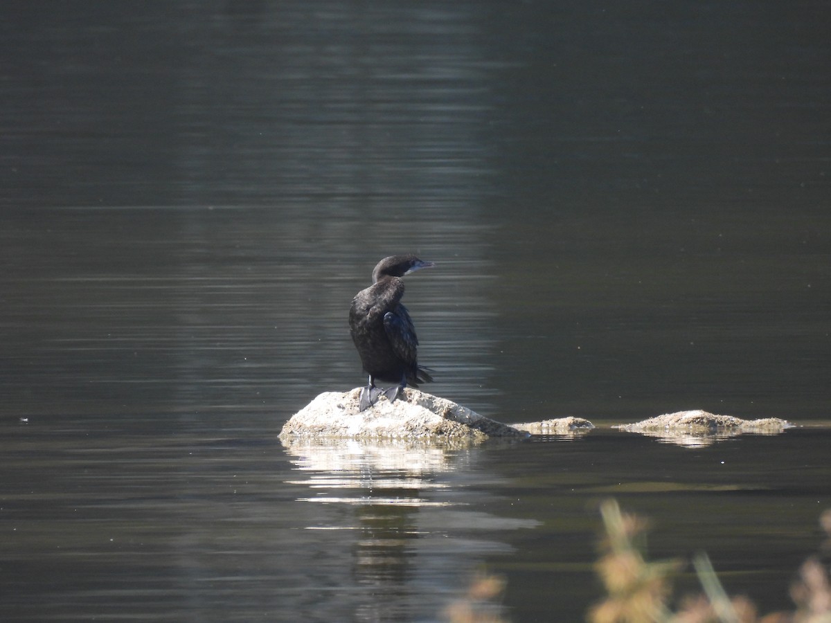 Яванский баклан - ML646909652