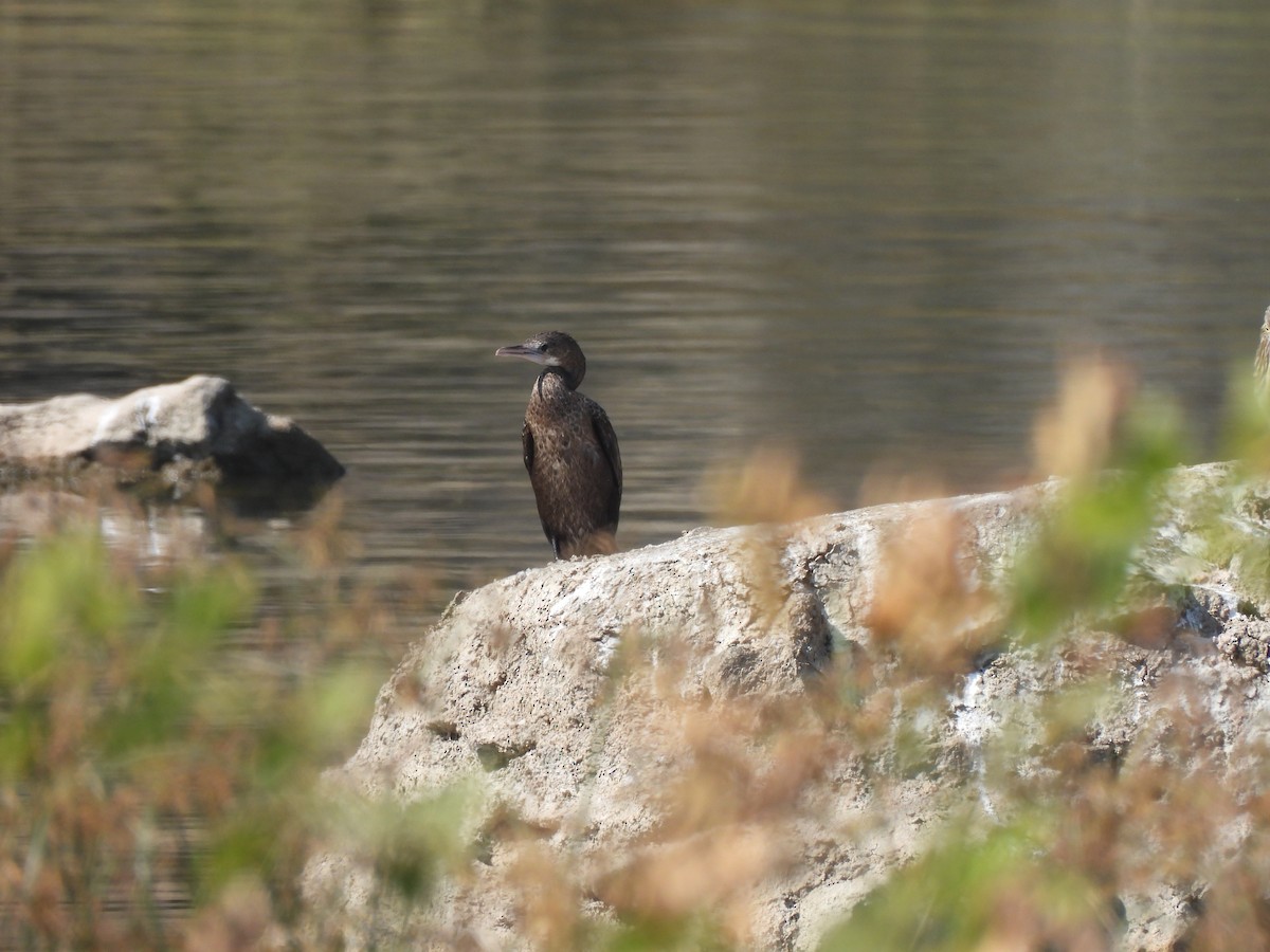 Яванский баклан - ML646909653