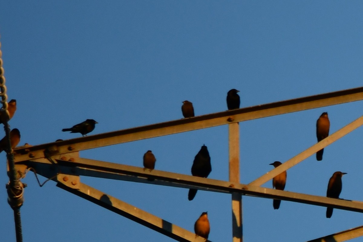 bronsetrupial - ML646909654