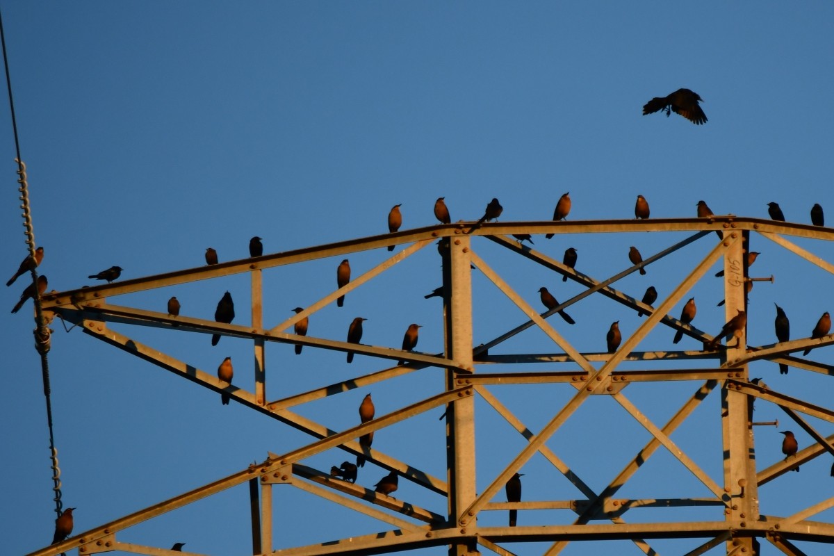 bronsetrupial - ML646909656