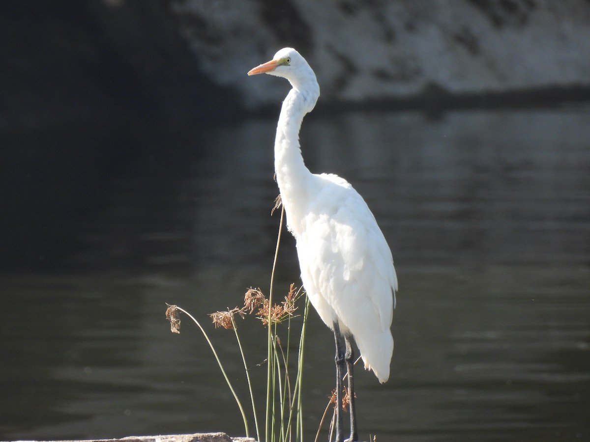 Medium Egret - ML646909657
