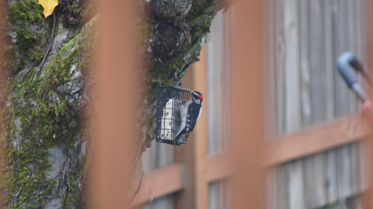 Downy Woodpecker - ML646909658