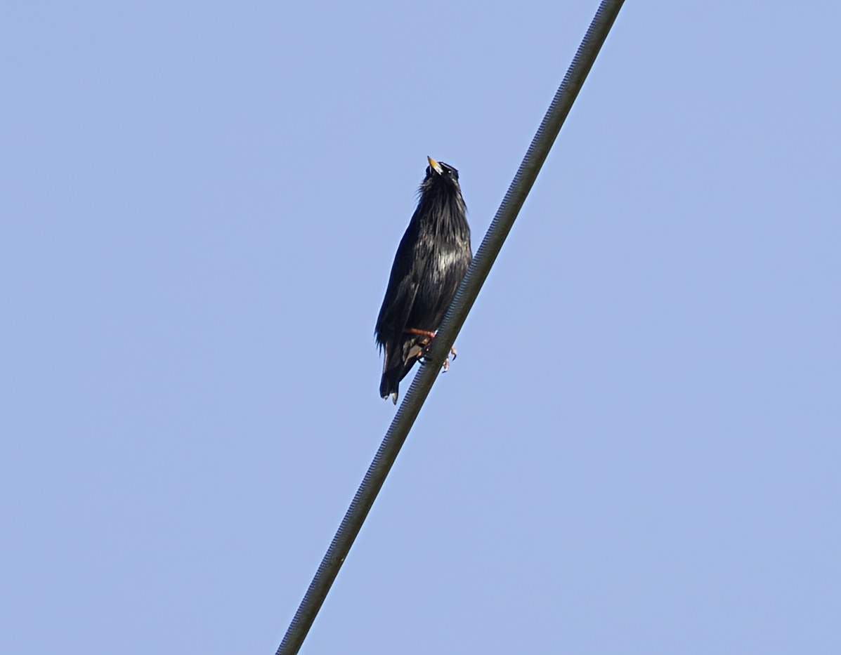 Spotless Starling - ML646909659