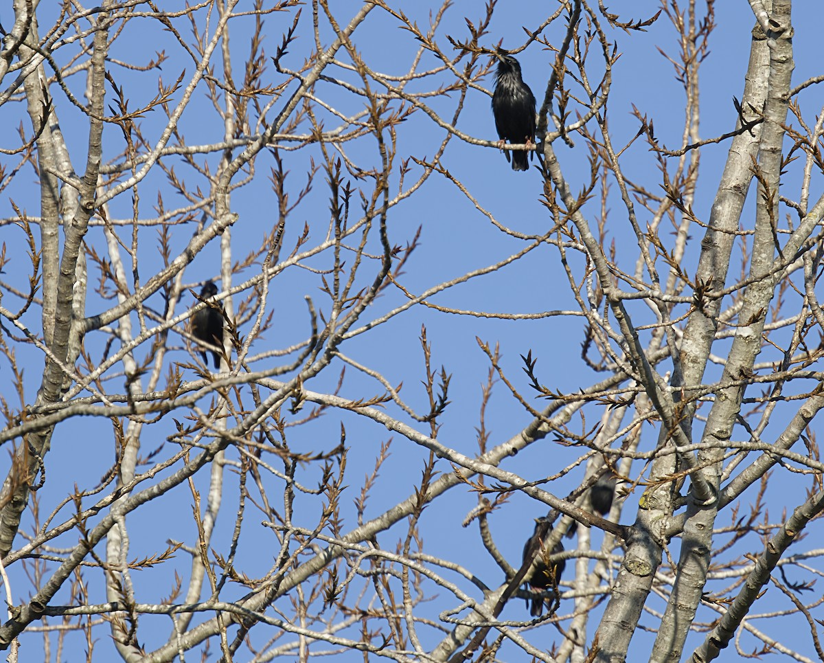 Spotless Starling - ML646909660