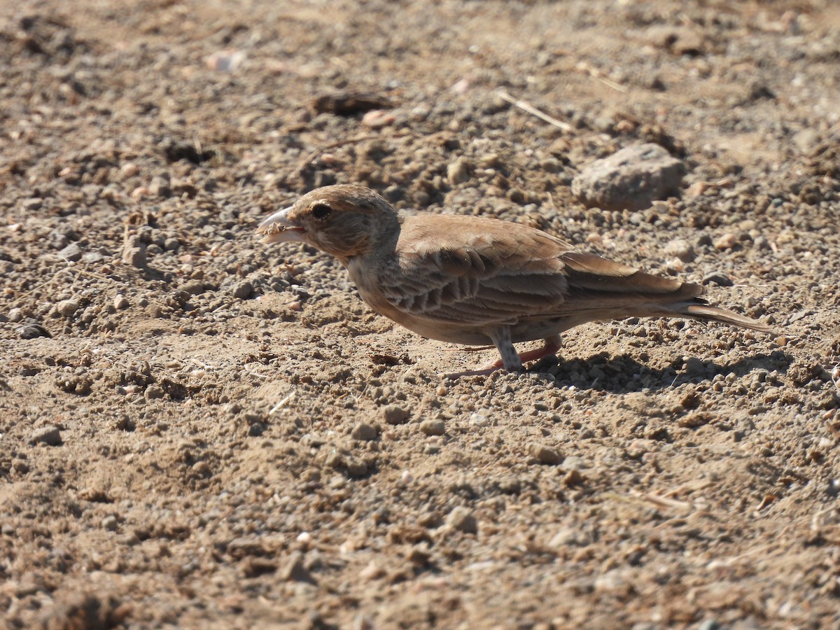 Серошапочный жаворонок - ML646909665