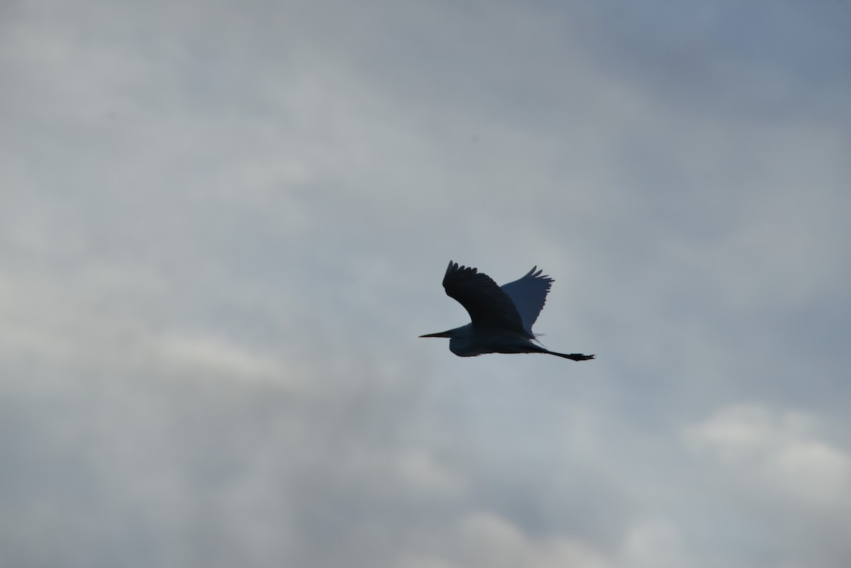 Silberreiher - ML646909669