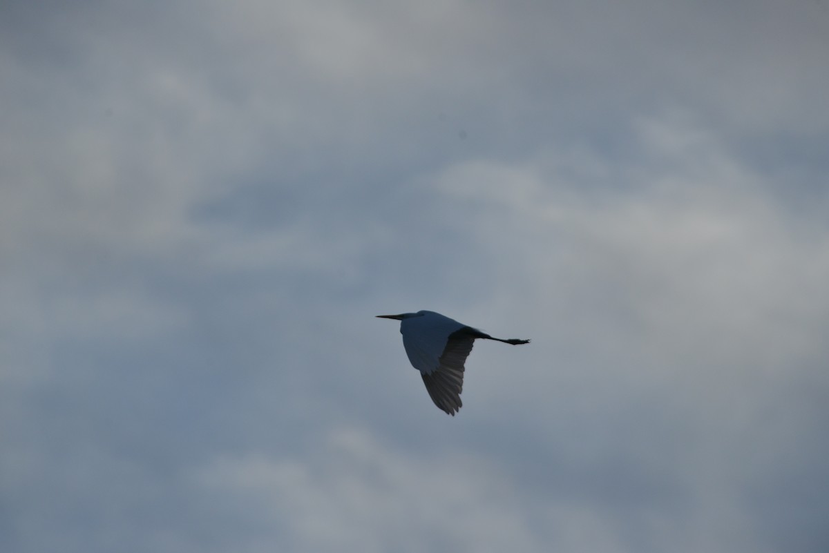 Silberreiher - ML646909670