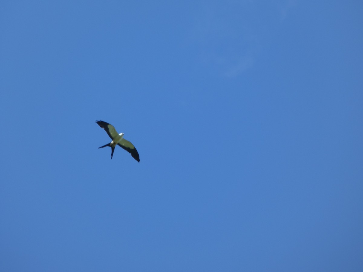 Elanio Tijereta - ML646909676