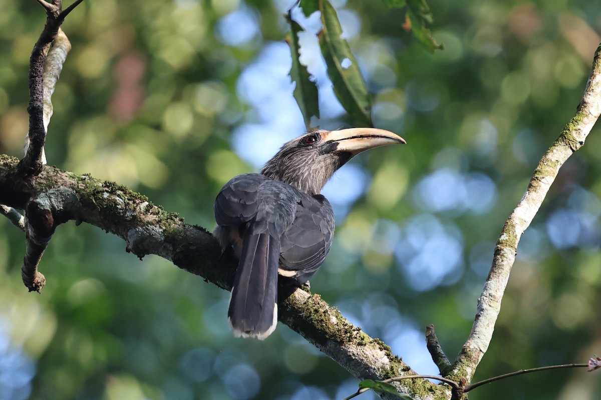 Malabar Gray Hornbill - ML646909680