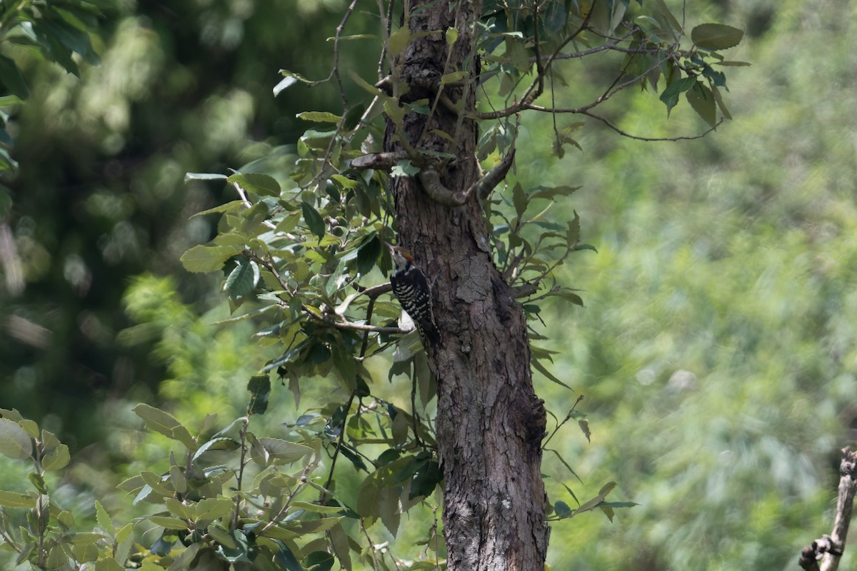 Braunstirnspecht - ML646909683