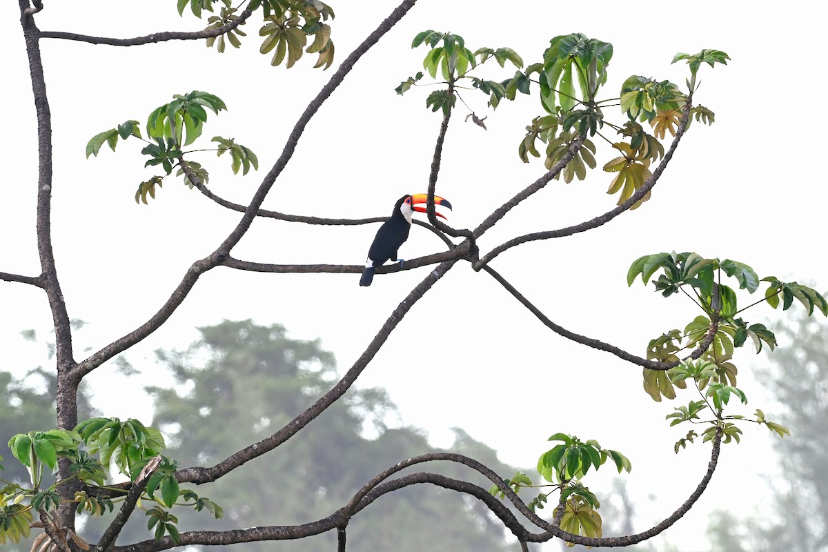 Toco Toucan - ML646909684