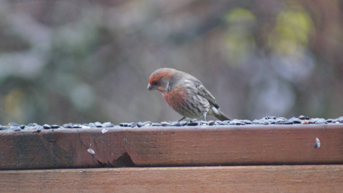 House Finch - ML646909688