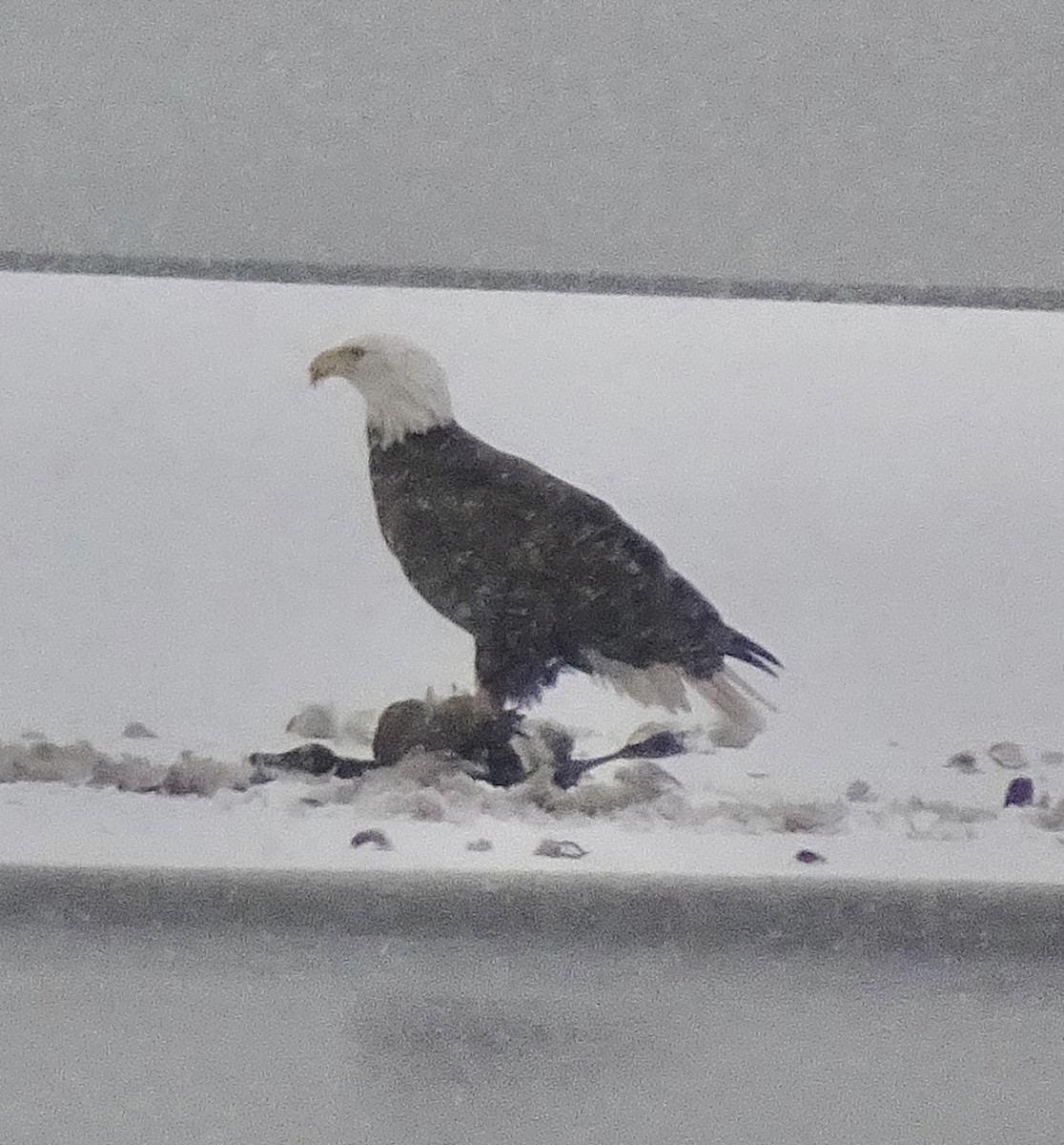 Белоголовый орлан - ML646909689