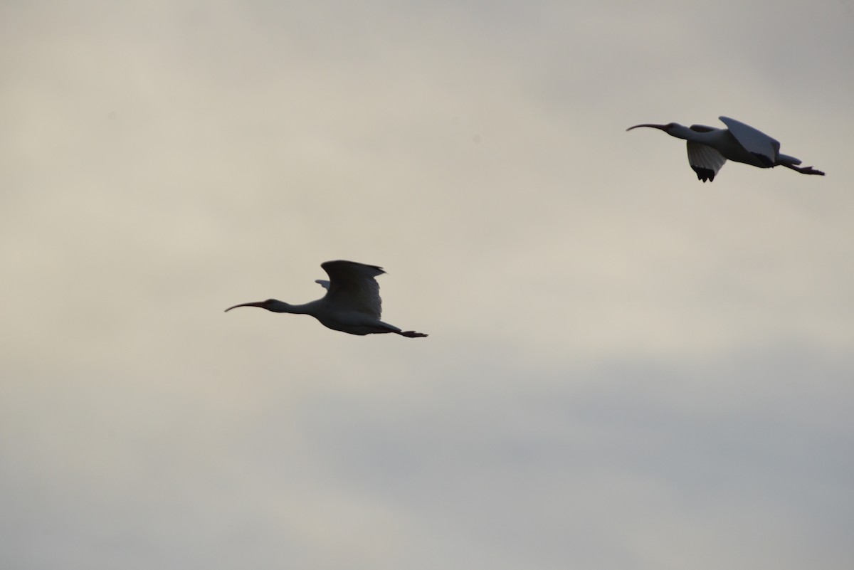 Schneesichler - ML646909690