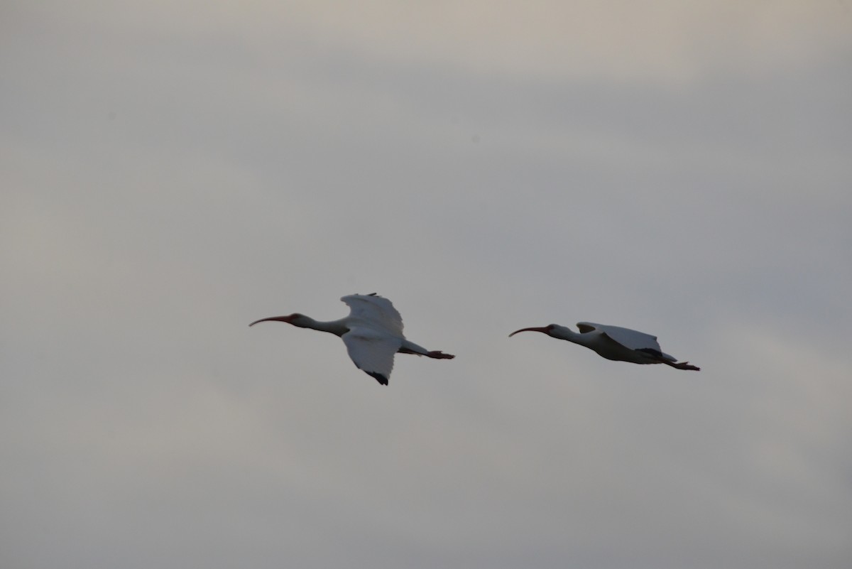 Schneesichler - ML646909691