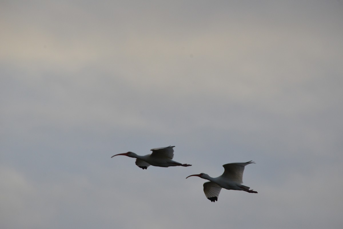 Schneesichler - ML646909692