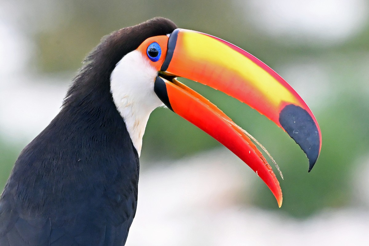 Toco Toucan - ML646909694