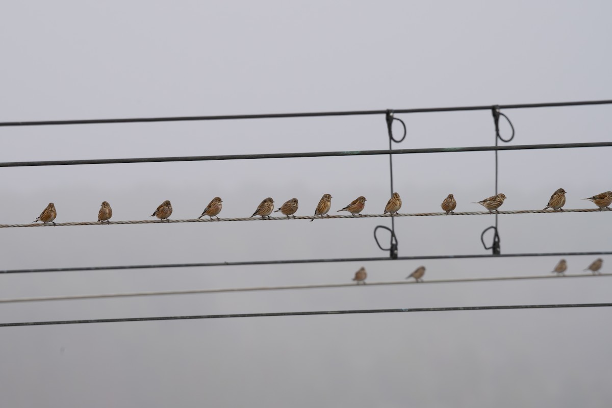 Eurasian Linnet - ML646909695