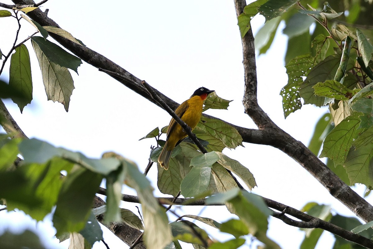 Flame-throated Bulbul - ML646909698