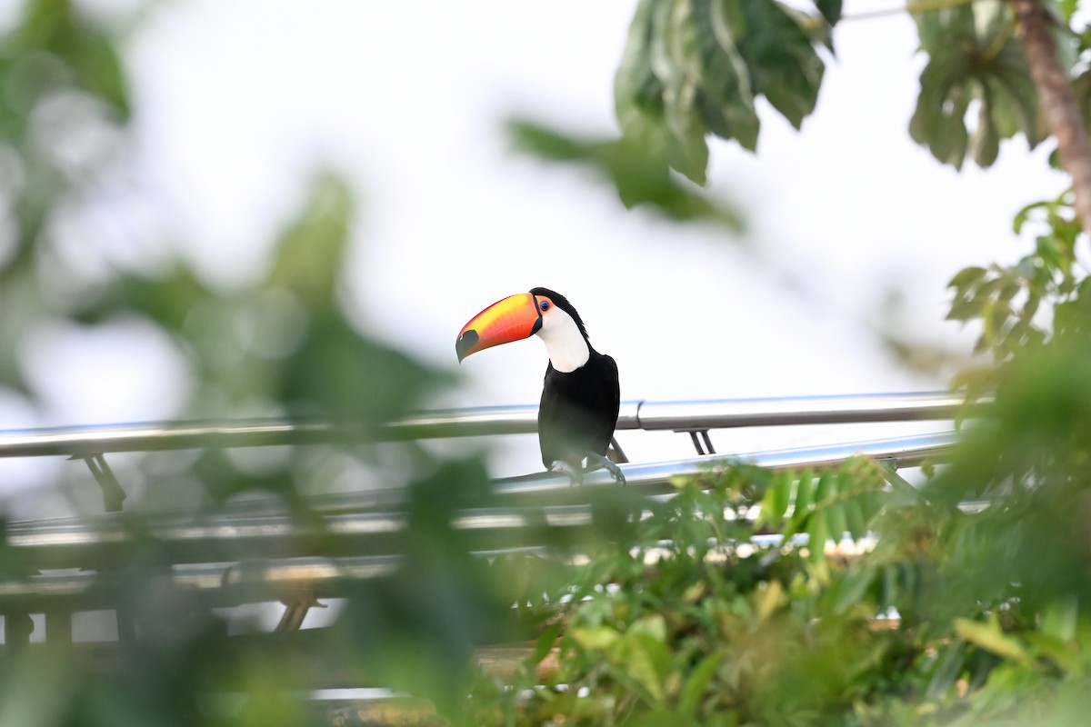 Toco Toucan - ML646909712