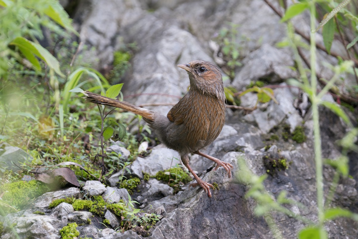 Streaked Laughingthrush - ML646909713