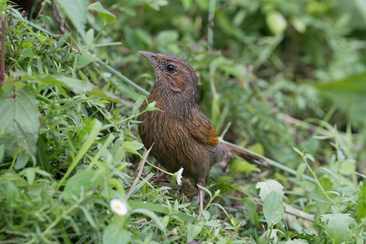 Streaked Laughingthrush - ML646909714