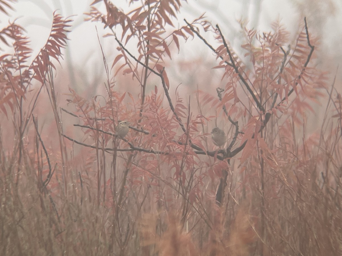 Grasshopper Sparrow - ML646909715