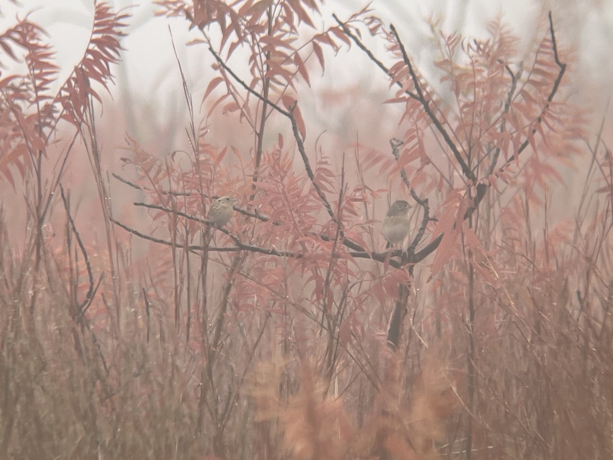 Grasshopper Sparrow - ML646909716