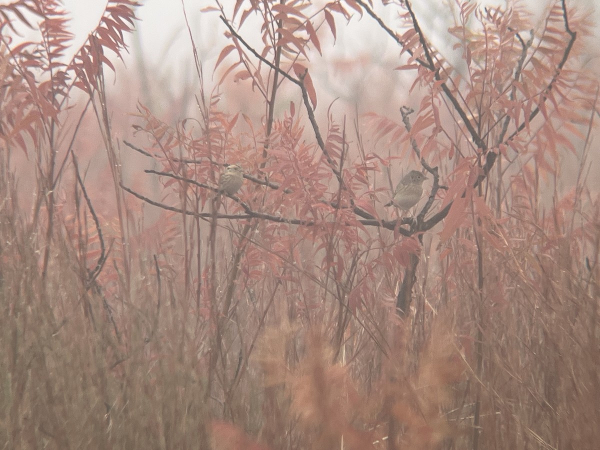 Grasshopper Sparrow - ML646909717