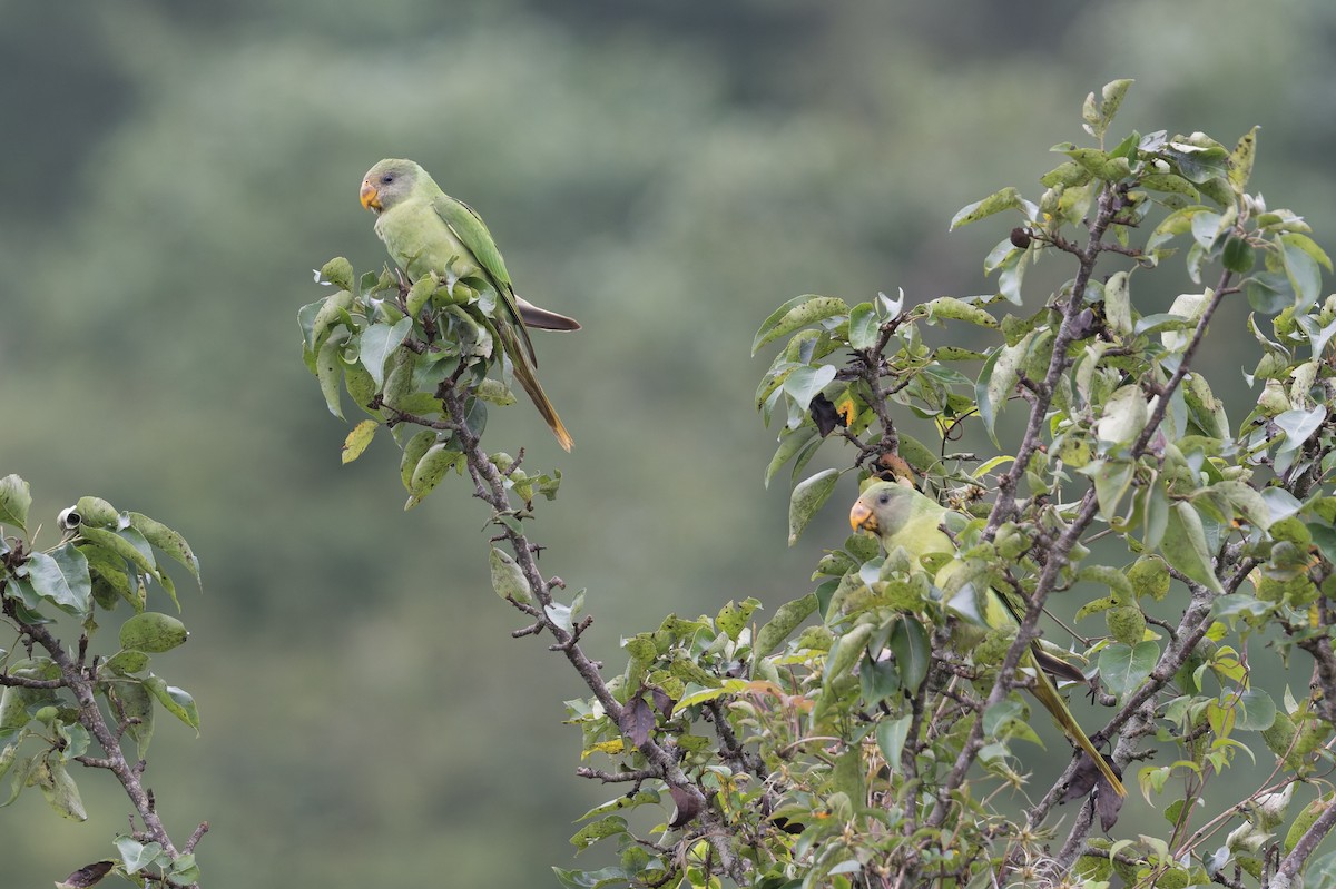 Slaty-headed Parakeet - ML646909721