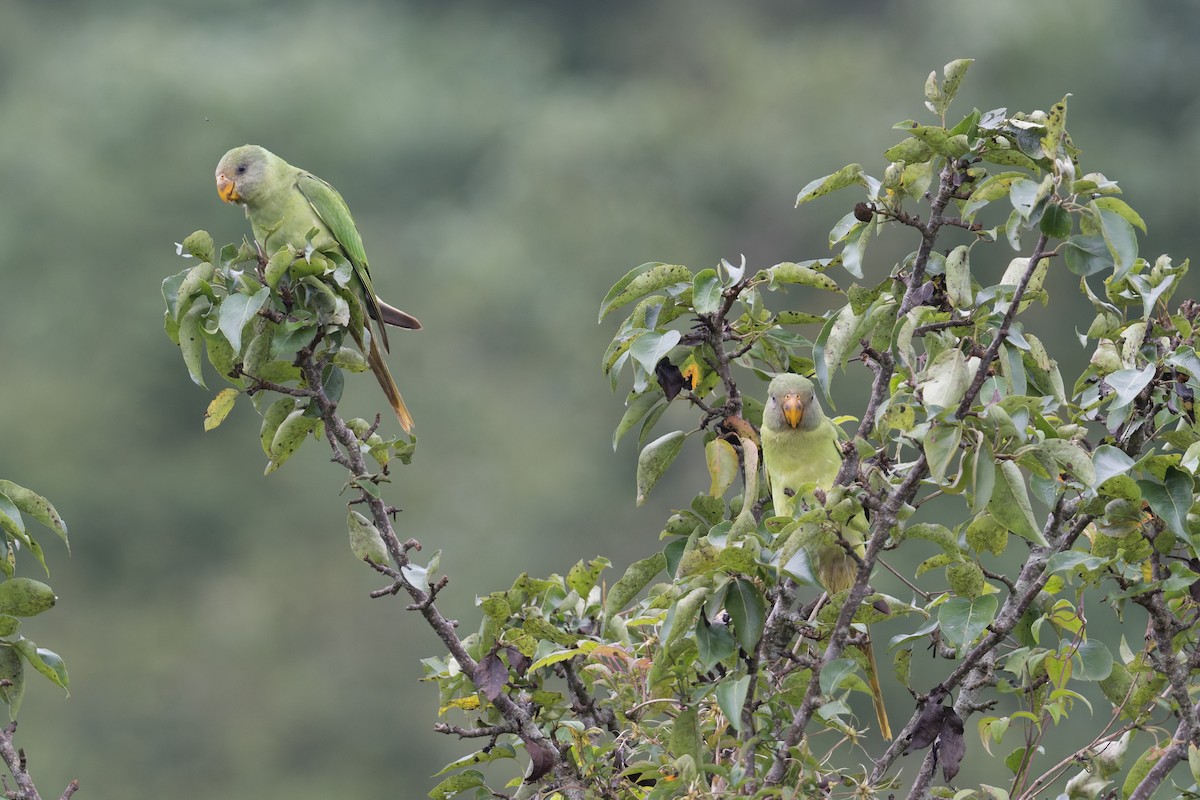 Slaty-headed Parakeet - ML646909723