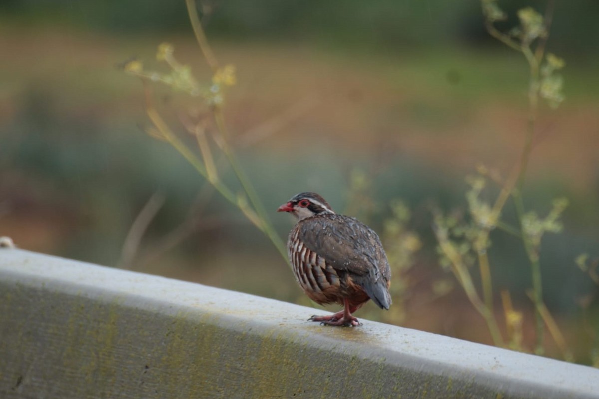 アカアシイワシャコ - ML646909724