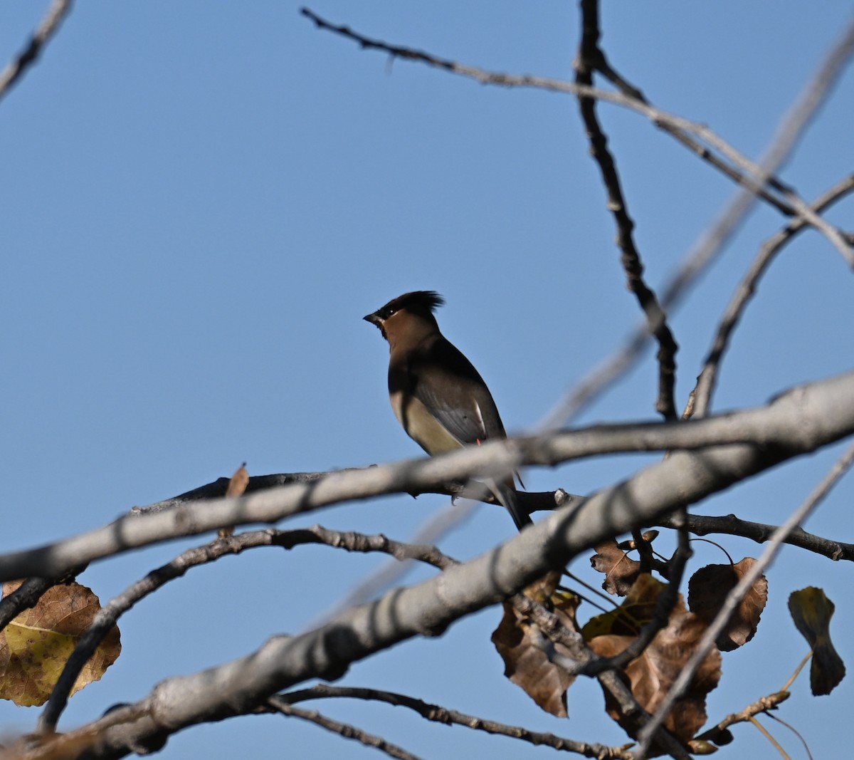 Jaseur d'Amérique - ML646909726