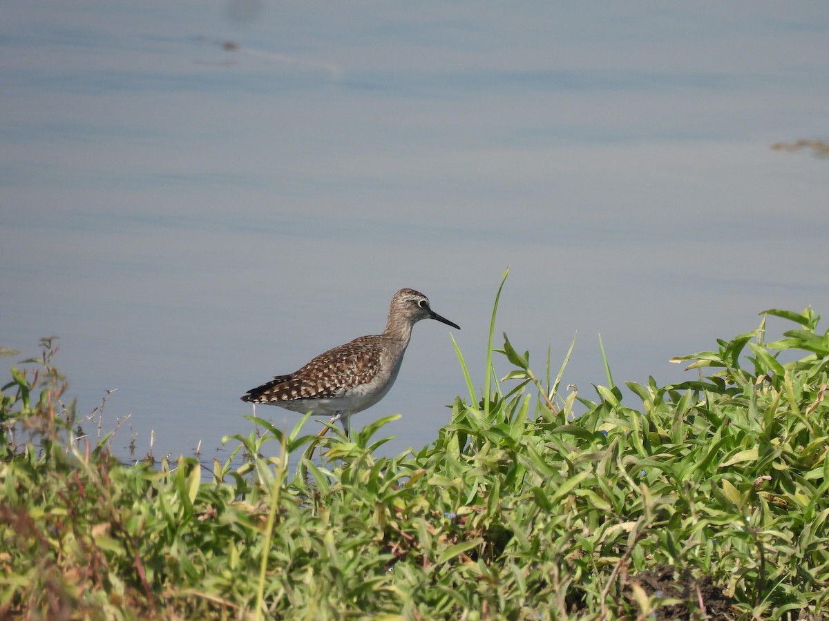 Фифи - ML646909727