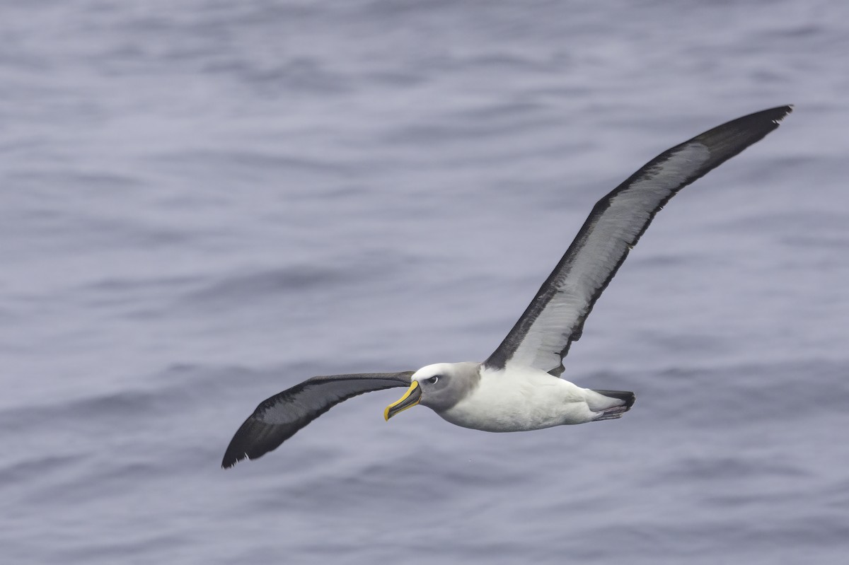 Buller's Albatross - ML646909736