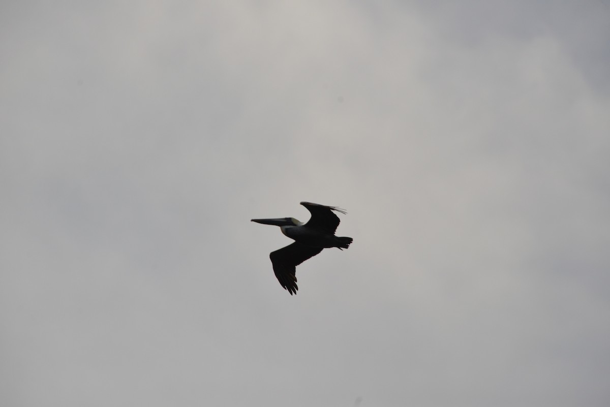 Braunpelikan - ML646909739