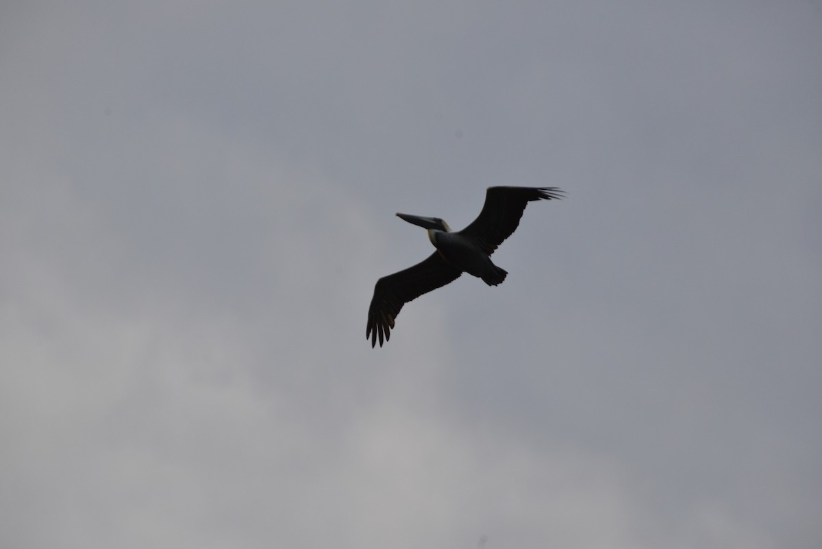 Braunpelikan - ML646909740