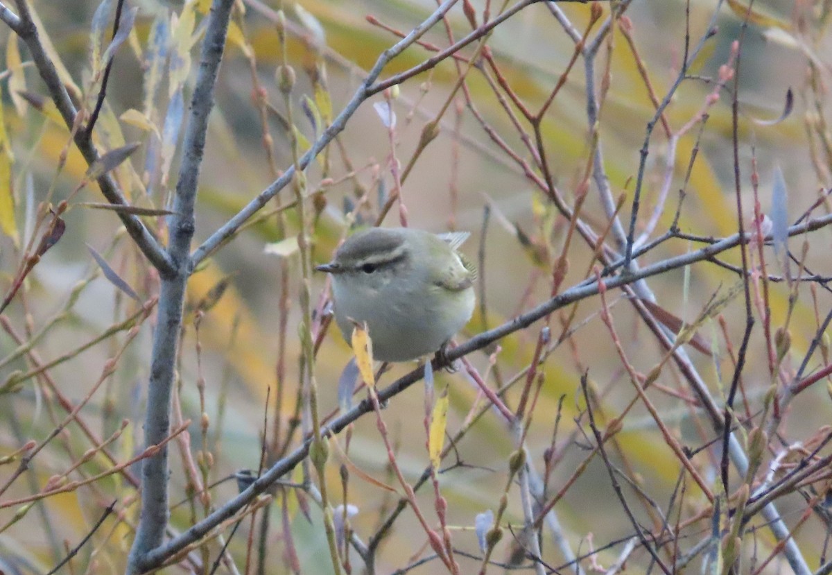 Hume's Warbler - ML646909742